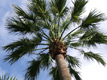 Tadej Pogačar, Twenty Palm Trees of Santa Cruz de Tenerife, 2009