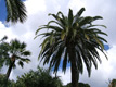 Tadej Pogačar, Twenty Palm Trees of Santa Cruz de Tenerife, 2009