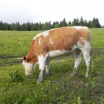 krave1
