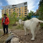 Polonca Lovšin, Goat