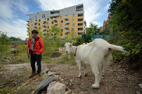 Polonca Lovšin, A Plan with the Goat, 2010